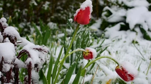 Spring snow Stock Footage 130369902