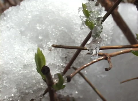 Spring snow on green buds, large drip falls from melting, daffodils Video stock 294721731