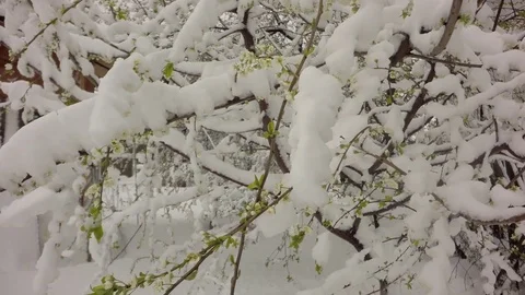 Spring snow on green trees. 库存影片 74665721