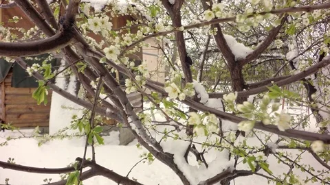 Spring snow on green trees. Stock-Footage 74666882