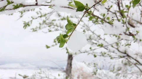 Spring Snow Green Trees Mtn Stock Footage 61897850