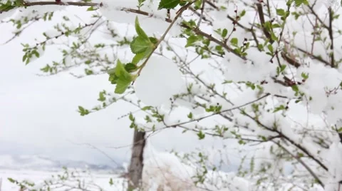 Spring Snow Green Trees Pan Stock Footage 61897869