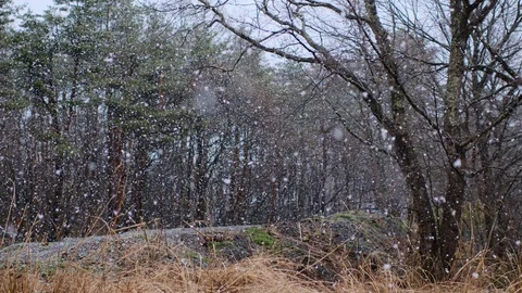 Spring snow heavy snow Stock Footage 128470380