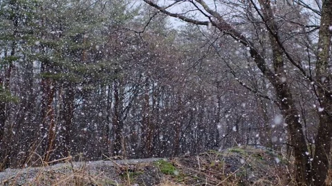 Spring snow heavy snow slow motion shooting Vídeos de archivo 128470427
