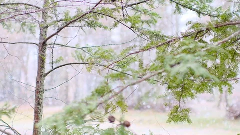 Spring snow heavy snow slow motion shooting Stock Footage 128470580