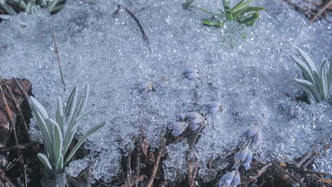 Spring snow melting macro time lapse revealing forest plants Stockbeeldmateriaal 334799958