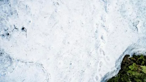 Spring snow melting in the real forest Stock Photos