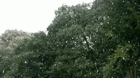 Spring Snow Shower Snow falling against green tress Stock Footage 22414635