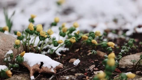 Spring Snow on Small Flower Crocus 動画素材 347802045