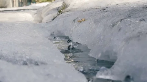 Spring, snow thaws, water drips Stock Footage 73641719