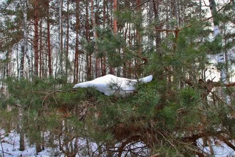 Spring snow on a tree in the forest will melt soon. Stock Photos