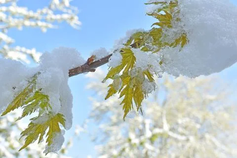 Spring snow on youing maple leaves Stock Photos