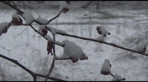 Spring Snow On Young Shoots Budding 스톡 동영상 48843391