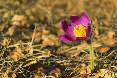 Spring snowdrop against the background of old foliage. Stock Photos