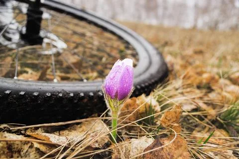 Spring snowdrop against the background of old foliage. Stock Photos
