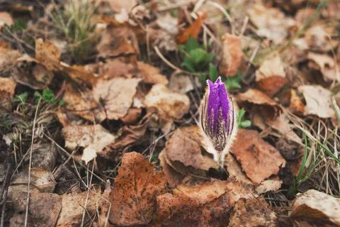 Spring snowdrop against the background of old foliage. Stock Photos
