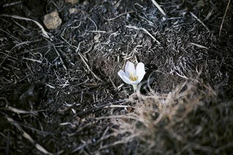 Spring snowdrop flowers blooming Stock Photos
