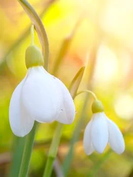 Spring snowdrop flowers blooming in sunny day. Shallow depth of field Stock Photos