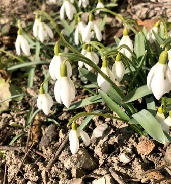 Spring snowdrop flowers blooming in sunny day. Stock Photos