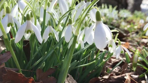 Spring Snowdrop Flowers Blowing In The Wind Stock Footage 104684399