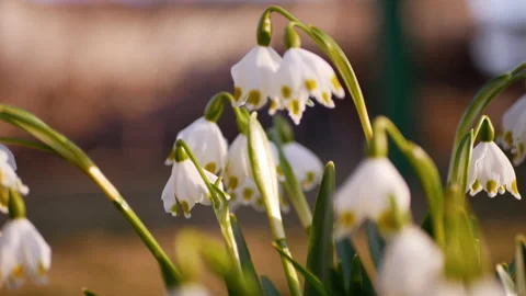 Spring snowdrop flowers Stock Footage 172482482