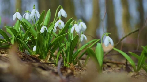 Spring snowdrop flowers in the forest moving slowly in a light wind Stock Footage 220628056