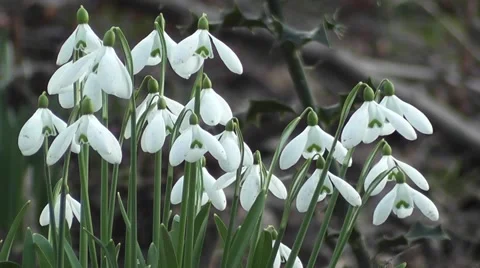 Spring Snowdrop Flowers Gently Blowing in the Wind Stock-Footage 48660270