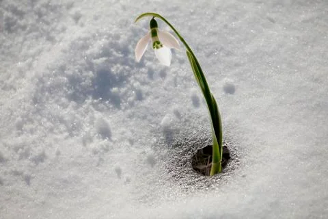 Spring snowdrop flowers Stock Photos