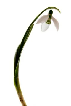 Spring snowdrop flowers Stock Photos