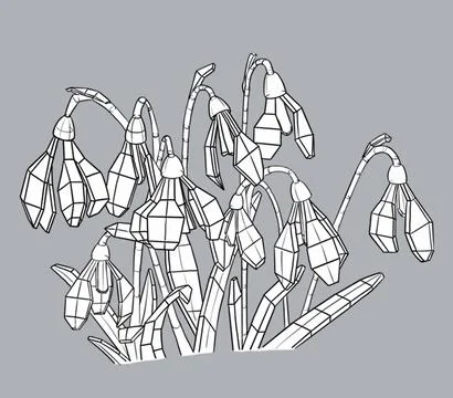Spring snowdrop flowers sketch with sections, illustration Stock Illustration