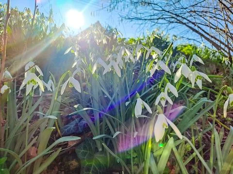 Spring Snowdrop Flowers, Spring Forest on against a sunny background Stock Photos