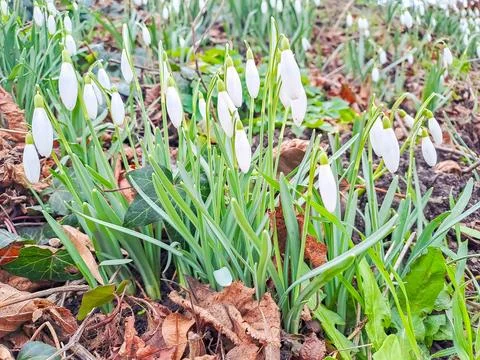 Spring Snowdrop Flowers, Spring Forest on against a sunny background Stock Photos