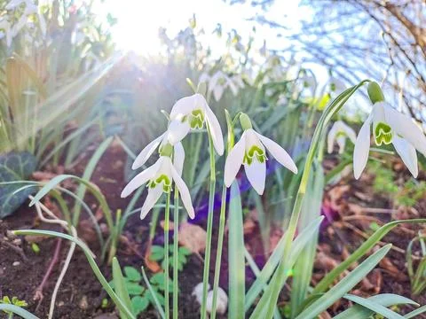 Spring Snowdrop Flowers, Spring Forest on against a sunny background Stock Photos