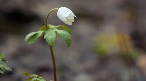 Spring snowdrop Stock Footage 62761458