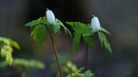 Spring snowdrop Stock Footage 62763444