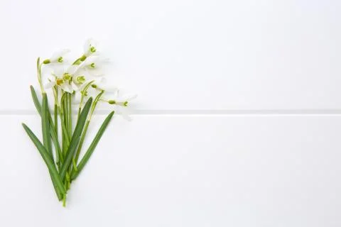 Spring snowdrop isolated . Foto stock