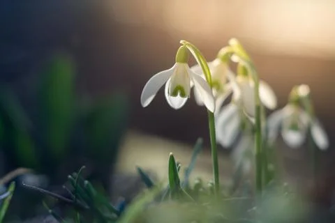 Spring snowdrop macro with backlight Stock Photos