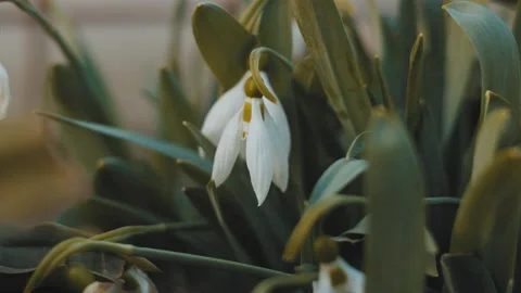 Spring Snowdrop At Sunset Slow Motion Stock Footage 234725397