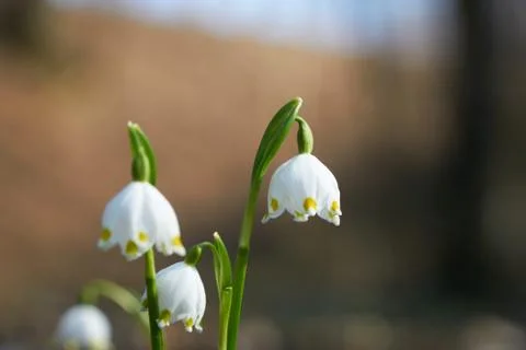 Spring snowdrops with background Stock Photos