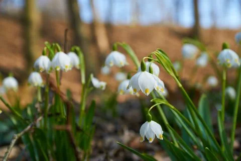 Spring snowdrops with background Stock Photos
