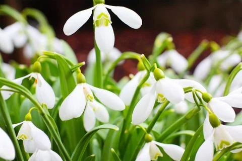 Spring snowdrops close up Stock Photos