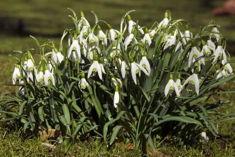 Spring snowdrops flower - beginning spring Stock Photos