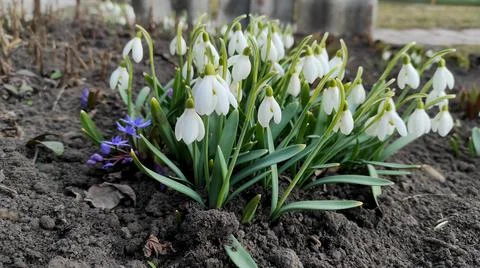 Spring snowdrops in the flowerbed Stock Photos