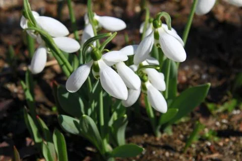 Spring snowdrops flowers Stock Photos