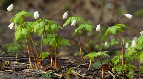 Spring snowdrops Stock Footage 62762559