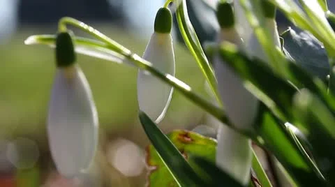 Spring snowdrops in a forest Stock Footage 22080075