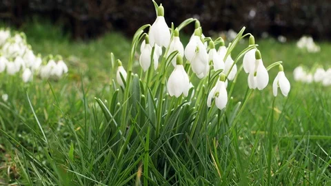 Spring snowdrops in the grass Stock Footage 124848914
