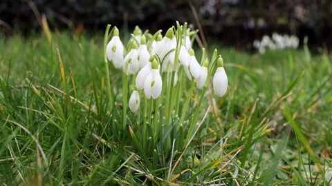 Spring snowdrops in the grass Stock Footage 124849392