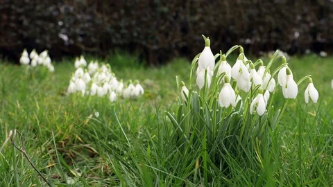 Spring snowdrops in the grass Stock Footage 124849393