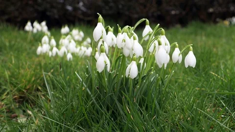 Spring snowdrops in the grass Stock Footage 124849431